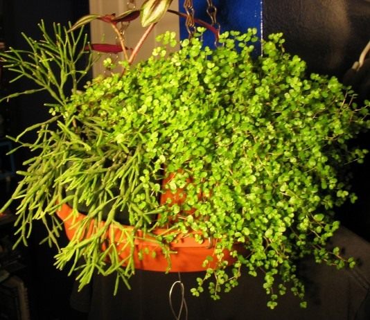 Солейролия (Soleirolia)