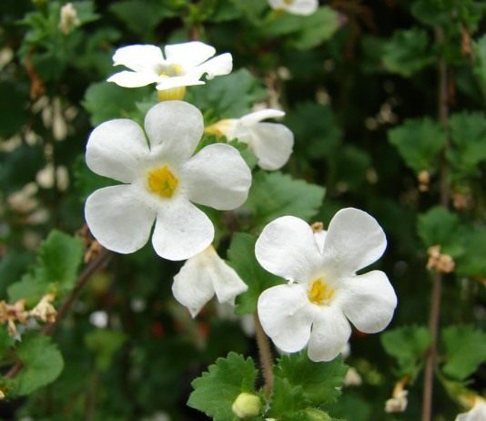 Бакопа, или Сутера (Bacopa)