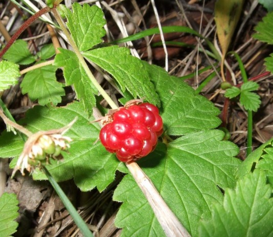 Княженика обыкновенная (лат. Rubus arcticus)