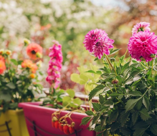 Георгина садовая на балконе - Цветы многолетние Георгина садовая на балконе