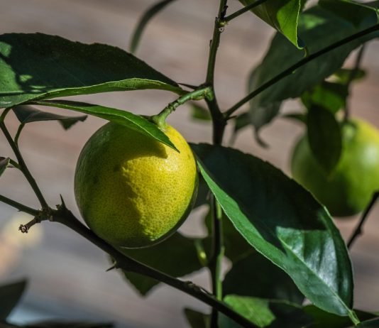 Комнатный Лимон