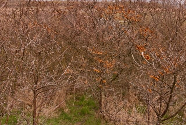 Облепиха (Hippophae)