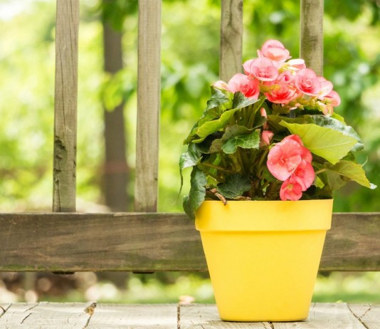 Бегония: размножение - Комнатные растения Бегония клубневая (Tuberous begonias)