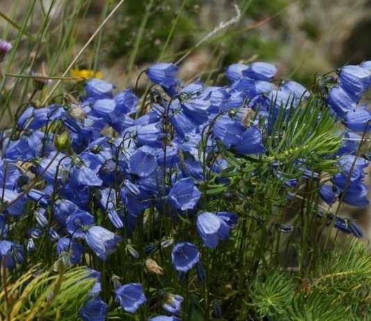 Колокольчик спиральнолистный