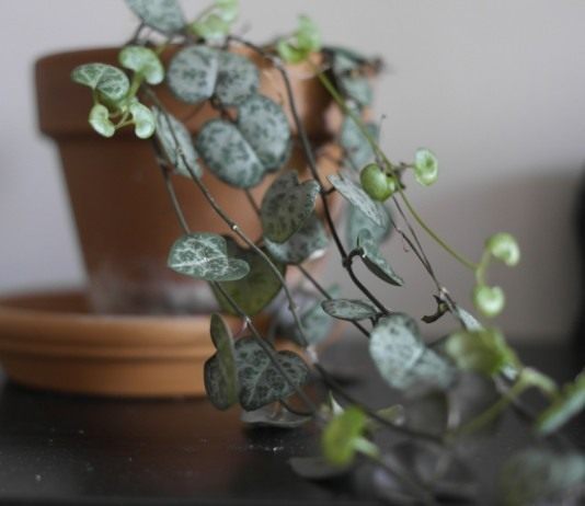 Церопегия Вуда