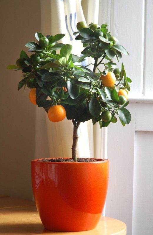 Цитрусовое дерево (Citrus tree) Цитрусовое дерево (Citrus tree)