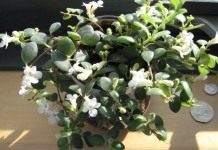 Кодонанте (Codonanthe)