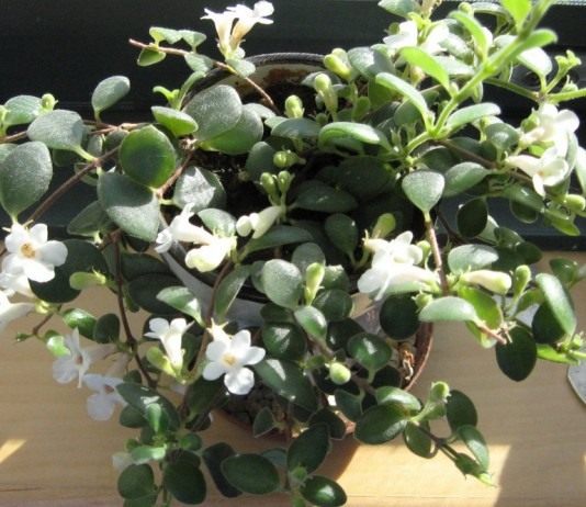 Кодонанте (Codonanthe)