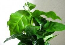Кофе аравийский (Coffea arabica)