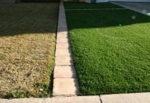 Газон (Lawn)