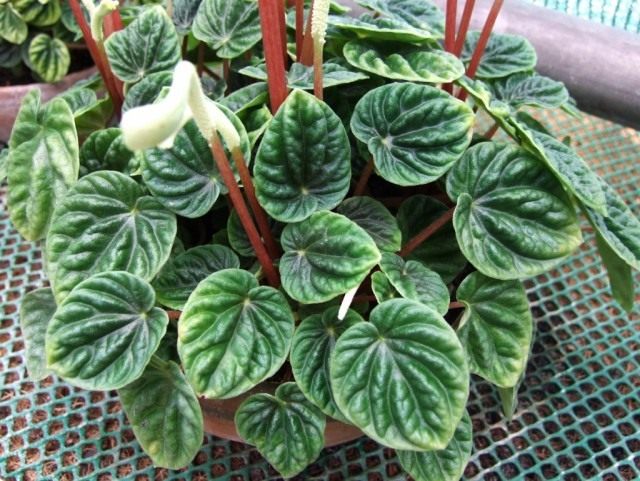 Пеперомия сморщенная (Peperomia caperata)