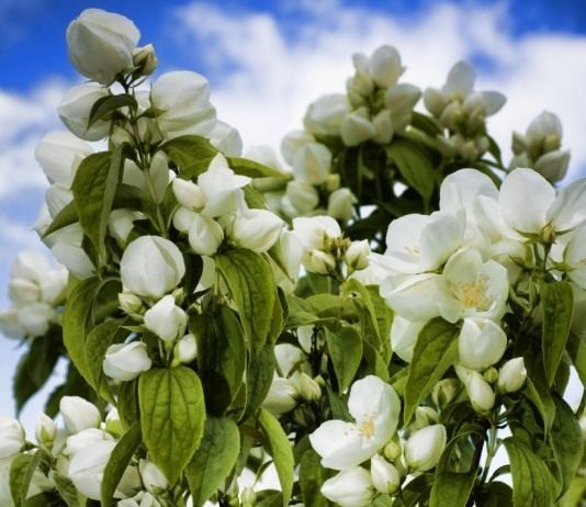 Чубушник, или Садовый жасмин (Philadelphus)
