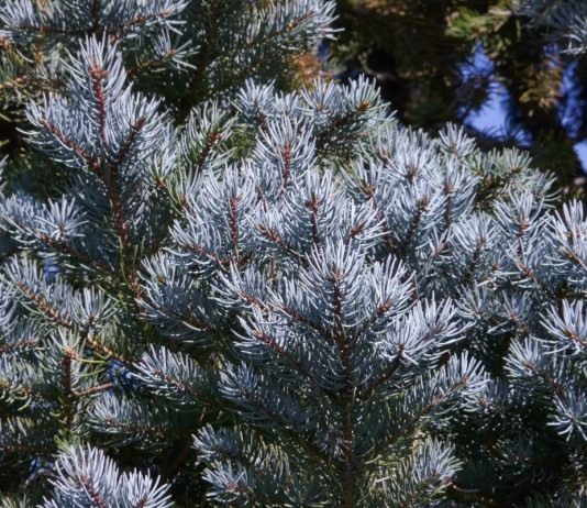 Ель голубая, или Ель колючая (Picea pungens)