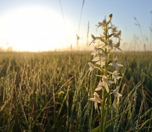 Любка двулистная (Platanthera bifolia)
