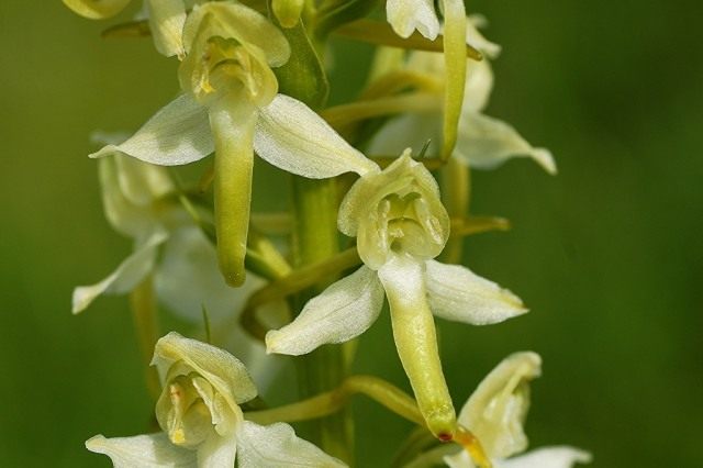 Любка двулистная (Platanthera bifolia)