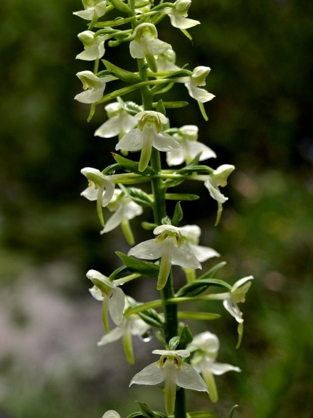 Любка зелёноцветная, или Любка зелёноцветковая (Platanthera chlorantha) 