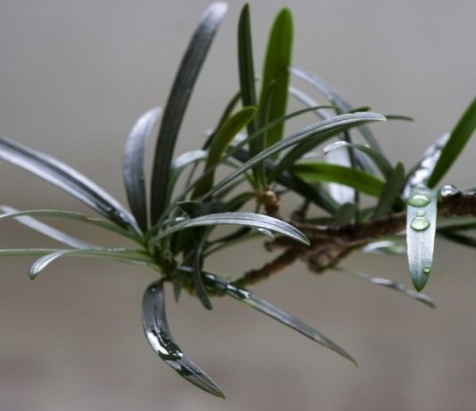 Ветвь подокарпа или ногоплодника