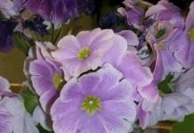 Примула обконика (Primula obconica)