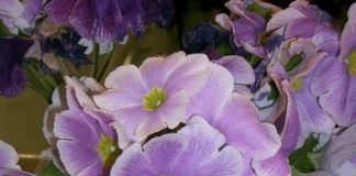 Примула обконика (Primula obconica)