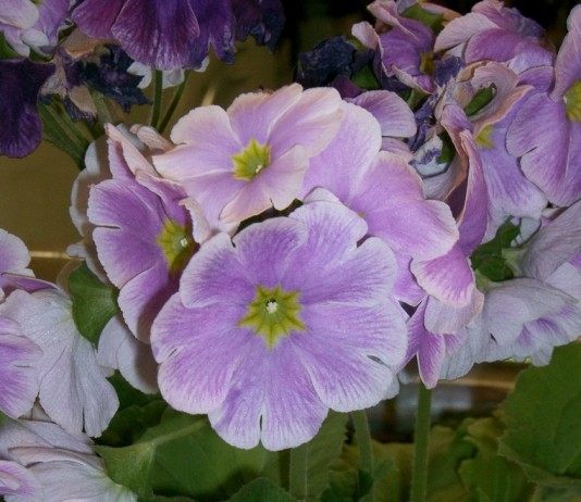 Примула обконика (Primula obconica)