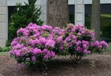 Рододендрон (Rhododendron)