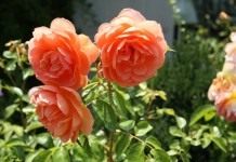 Роза (Rosa)