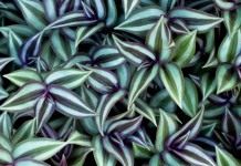 Традесканция висячая, или Зебрина висячая (Tradescantia zebrina, syn. Zebrina pendula)
