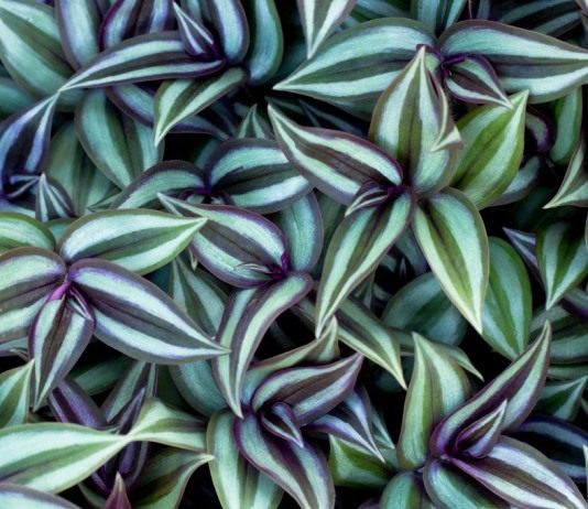 Зебрина, или Традесканция висячая - Комнатные растения Традесканция висячая, или Зебрина висячая (Tradescantia zebrina, syn. Zebrina pendula)