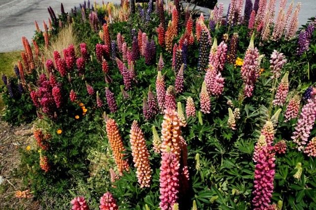 Люпины многолистные (Lupinus polyphyllus) разнообразие расцветок