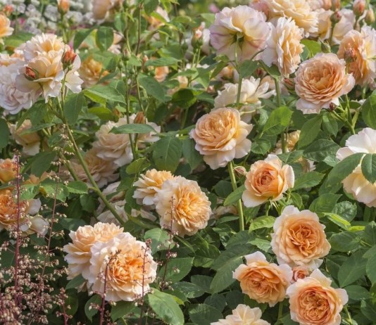 Роза Грейс от Дэвида Остина