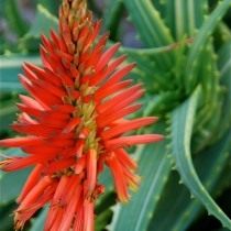 Алоэ древовидное (Aloe arborescens) Алоэ древовидное (Aloe arborescens)