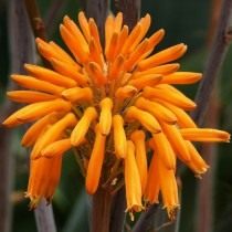 Алоэ пятнистое (Aloe maculata) Алоэ пятнистое (Aloe maculata)