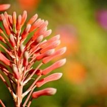 Алоэ настоящее, или Алоэ вера (Aloe vera) Алоэ настоящее, или Алоэ вера (Aloe vera)