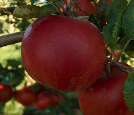 Яблоки (Apples)