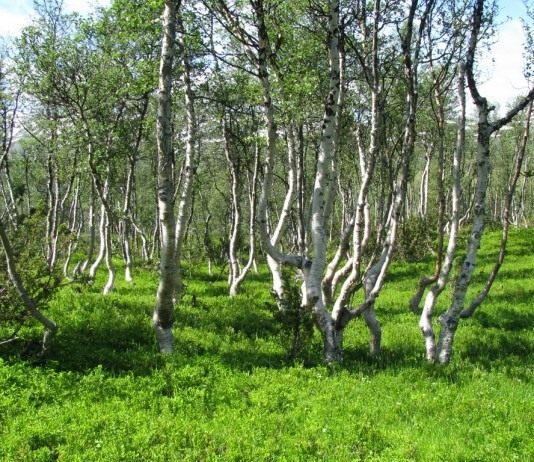 Священное майское дерево — береза - Цветник и ландшафт
