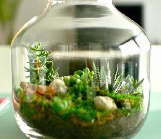 Сад в сосуде, флорариум