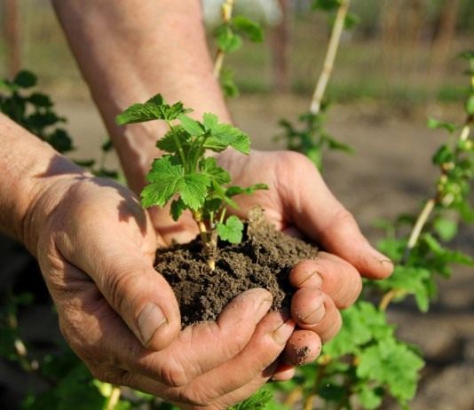 Черенок смородины