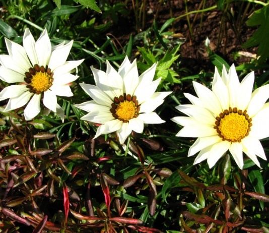 Цветет до морозов гацания - Красивоцветущие Гацания