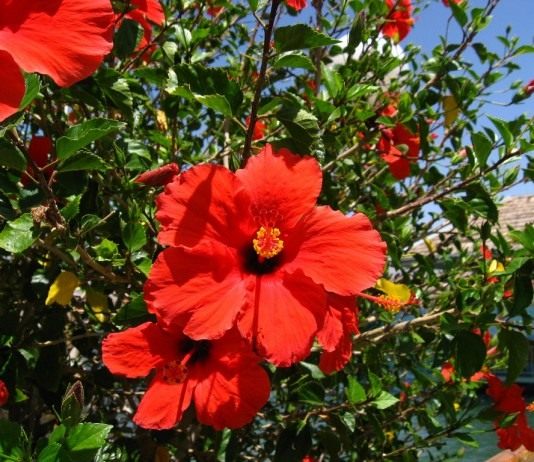 Гибискус — китайская роза - Красивоцветущие