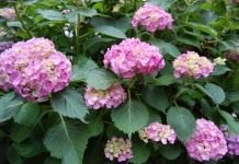 Гортензия (Hydrangea)