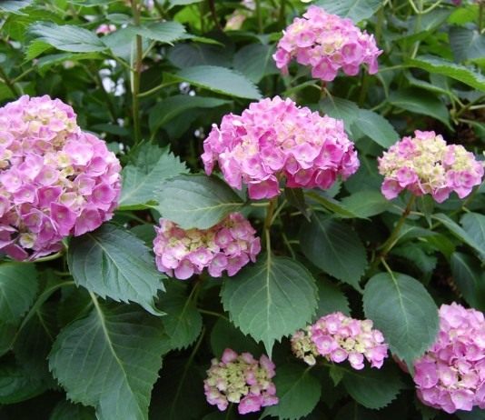 Гортензия, или Японская роза - Цветник и ландшафт Гортензия (Hydrangea)