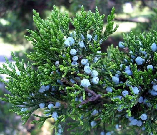 Символ изобилия — можжевельник - Цветник и ландшафт Можжевельник (Juniperus)