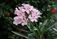 Олеандр (Nerium oleander)