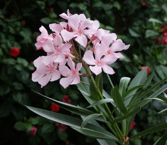 Олеандр (Nerium oleander)
