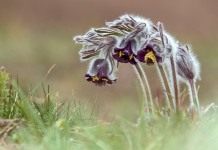 Прострел чернеющий (Pulsatilla nigricans)