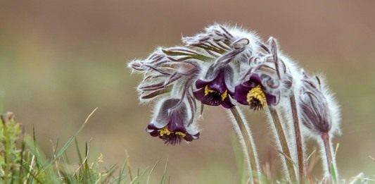 Прострел чернеющий (Pulsatilla nigricans)