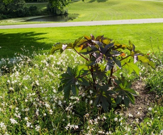 Клещевина обыкновенная (Ricinus communis)