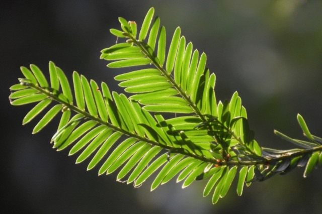 Хвоя тиса ягодного (Taxus baccata)