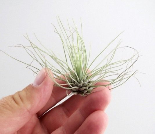 Тилландсия серебристая (Tillandsia argentea)