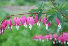 Дицентра (Dicentra)